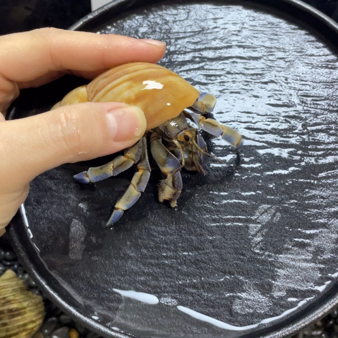 寄居蟹，寄居蟹，寄居蟹