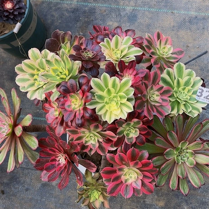 嫁接法师一物一图32