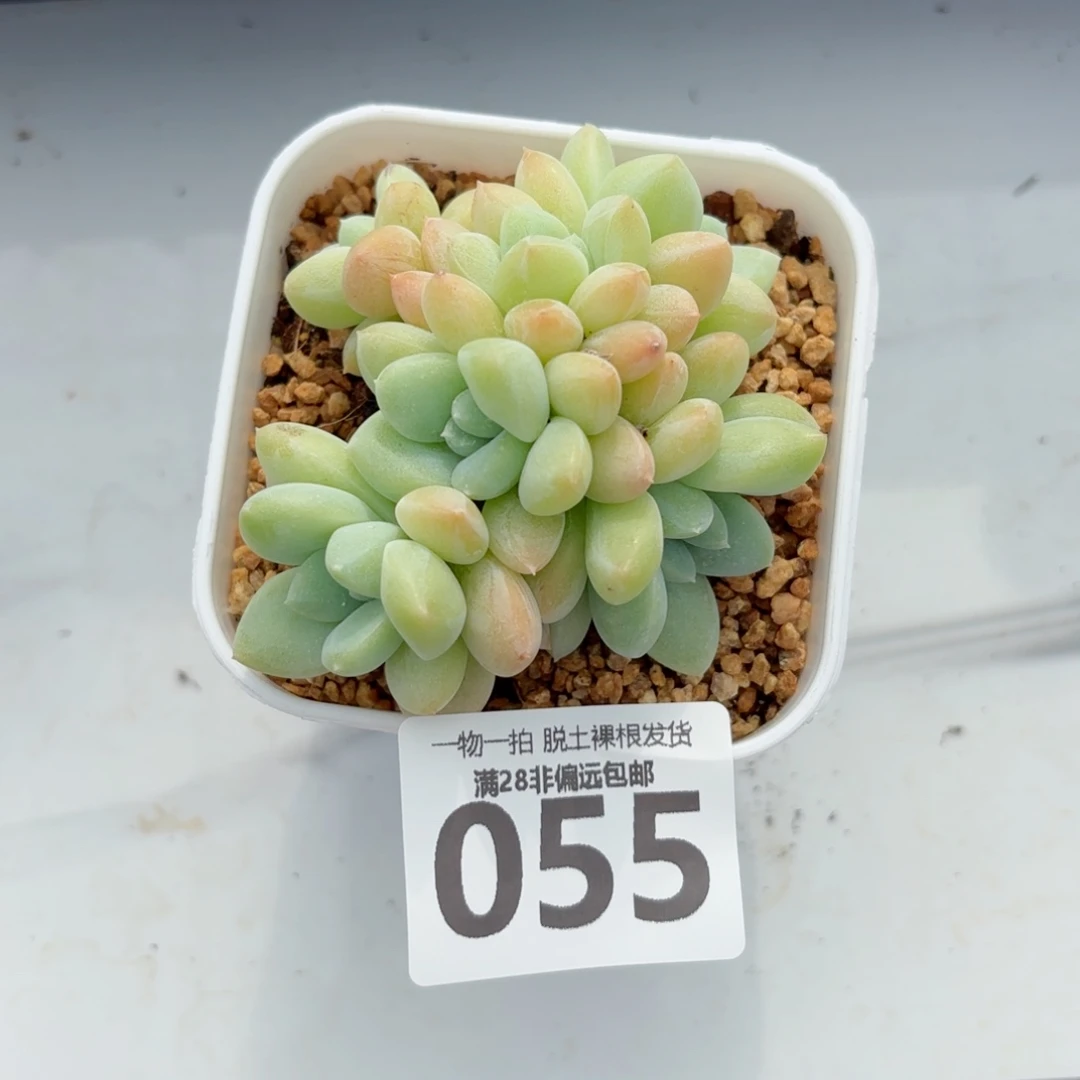 阮玲玉老桩无盆土发货