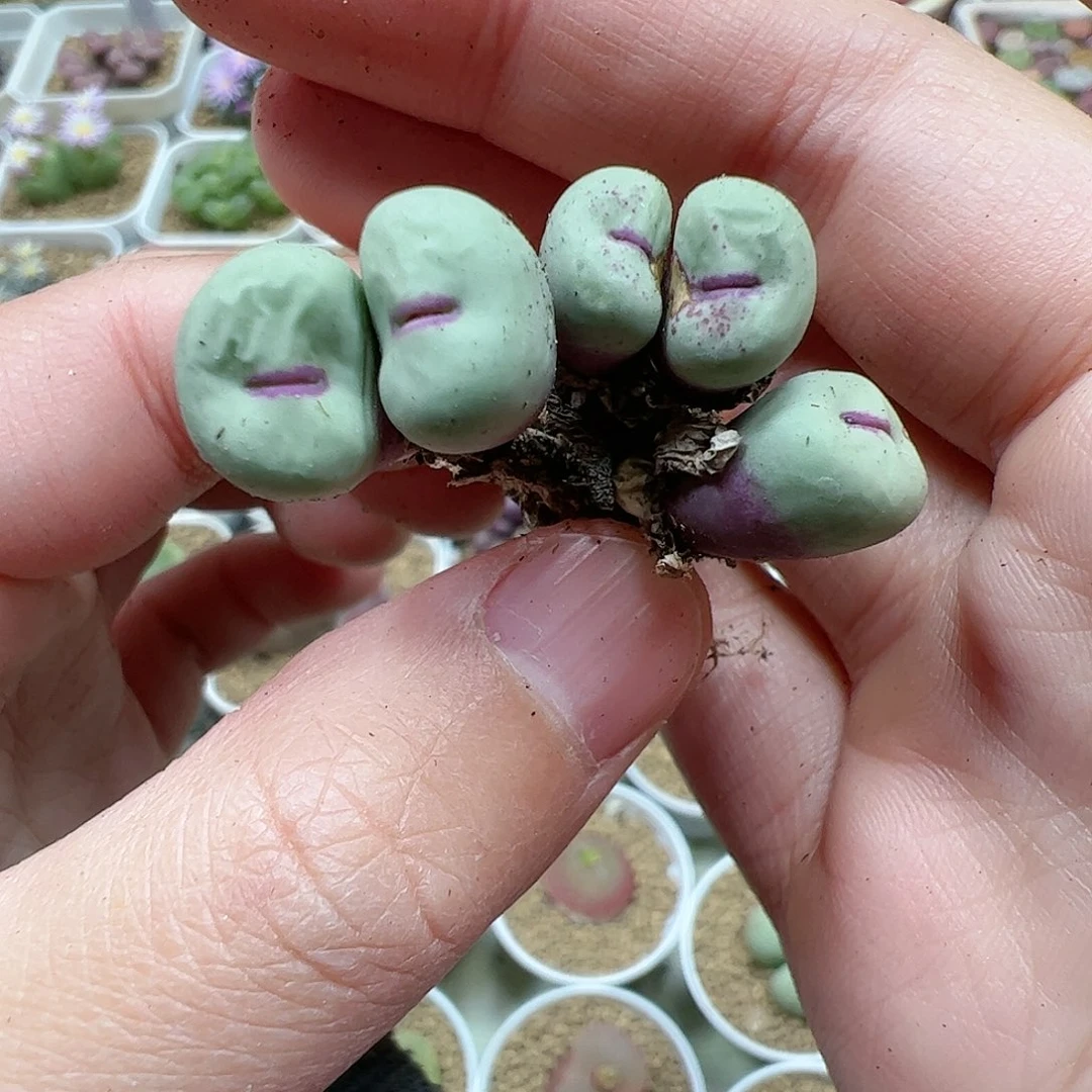 【闪购商品】184 开播福利