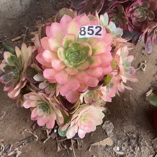 &***a一颗多肉法师植物