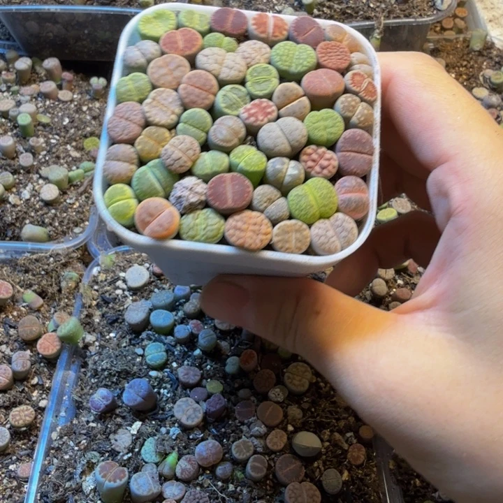 折***️多肉植物的生长发育38