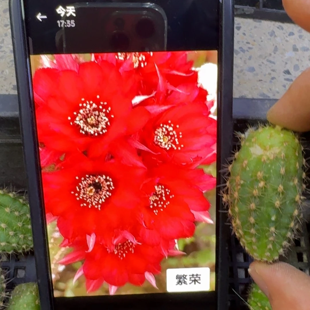 8白檀繁荣3个无根侧牙，20包邮