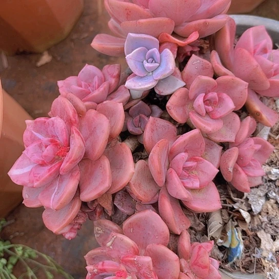 多肉植物。。。。。。。。。。。。