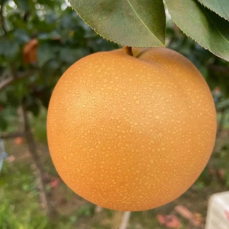 山东烟台莱阳秋月梨新鲜冰糖梨当季水果现摘超甜大果皮薄中秋礼盒脆甜多汁应季精品羊脂山东省