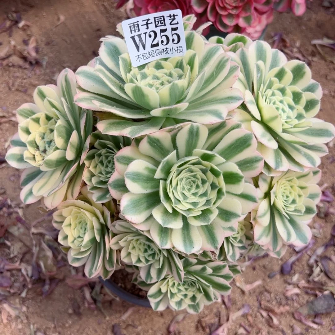 255迈巴赫尺寸20左右