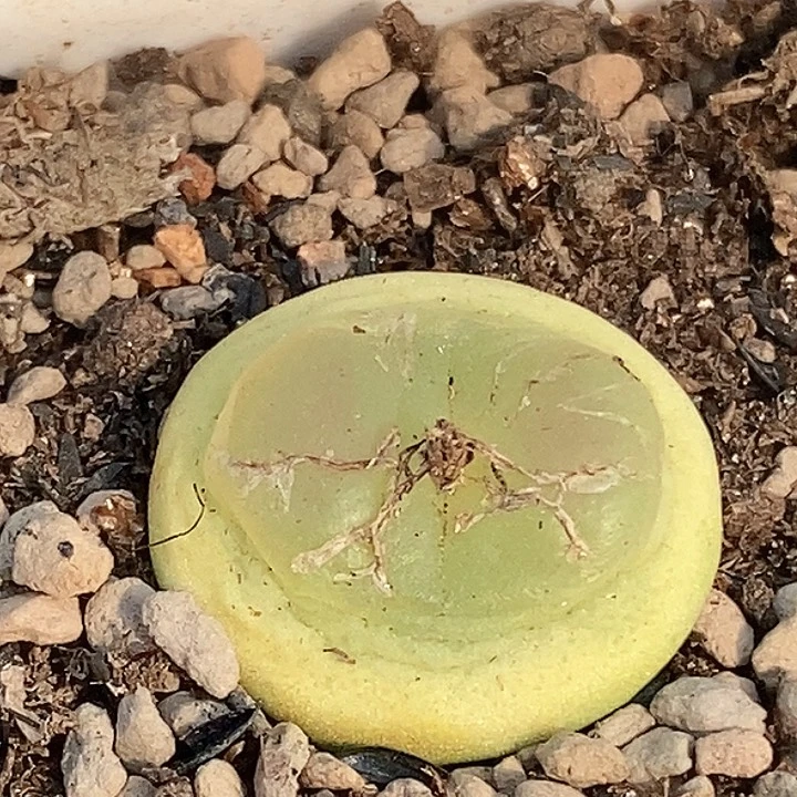 *️****桃喜花园0220-4拉登福利