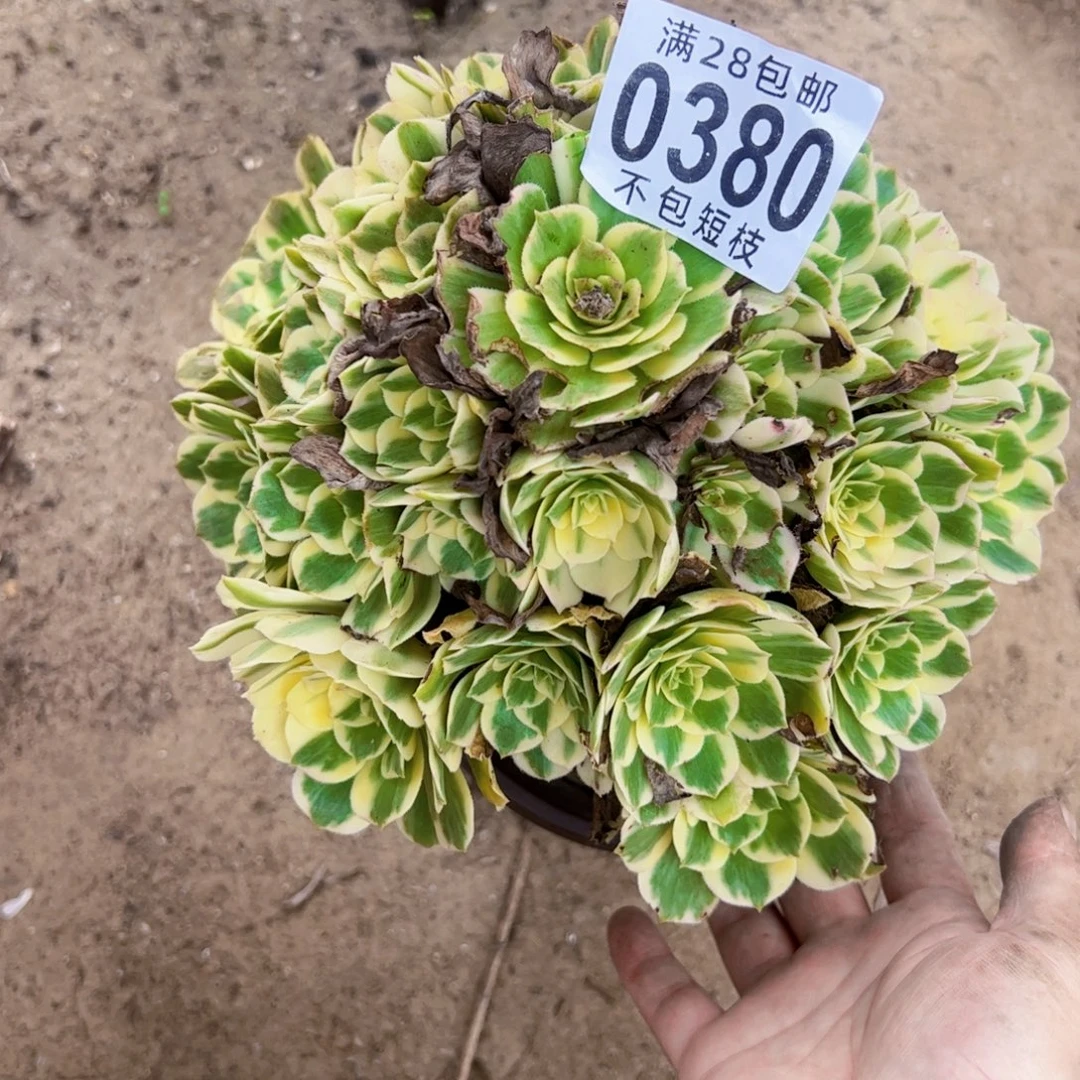 迈巴赫多肉植物0380