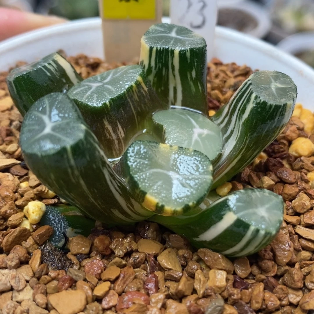 650玉龙万象锦一物一拍