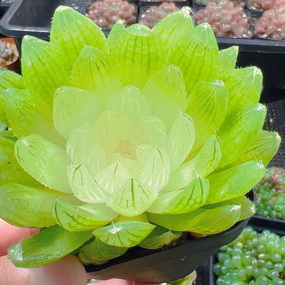 白莲花玉露多肉植物一颗