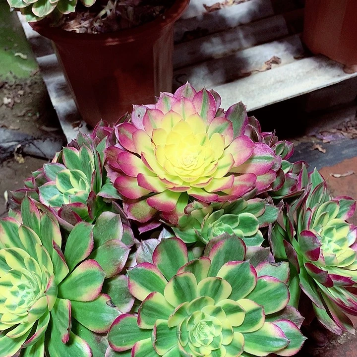 海王捧花，多肉植物