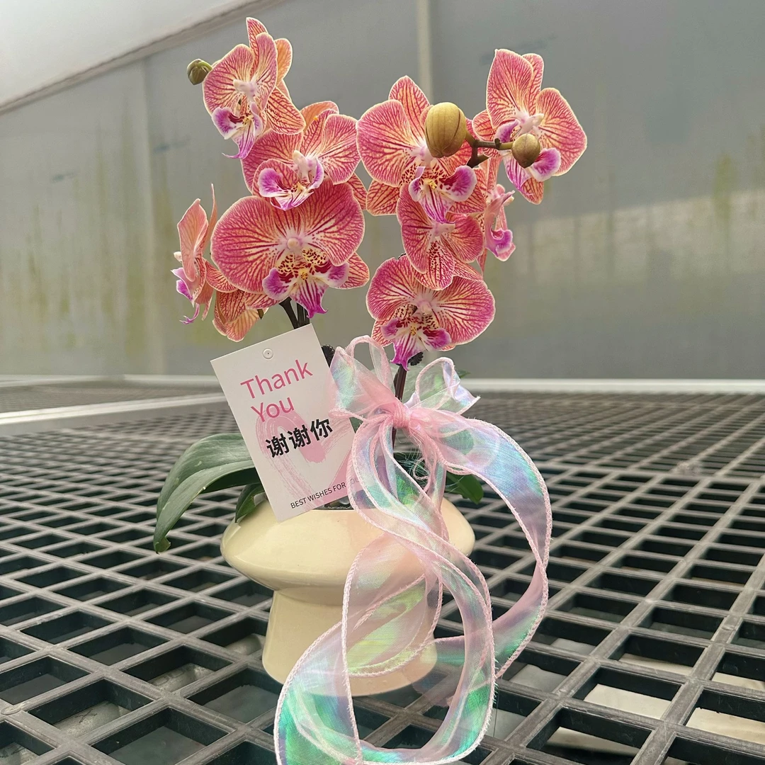 【金缕衣-配盆】（欧品彩色系）厚花瓣蝴蝶兰绿植好养易活四季开花