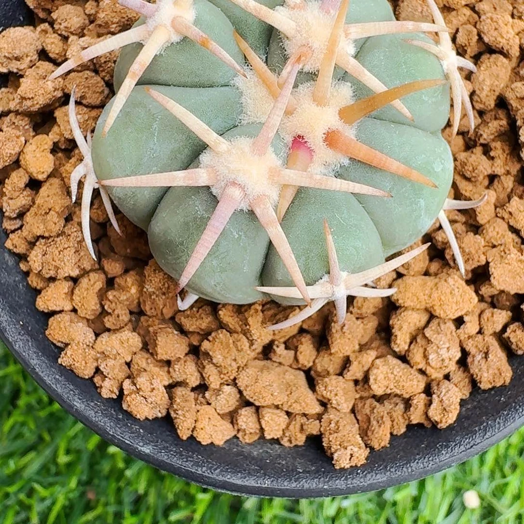 忍***行直播间，翠平，专拍，