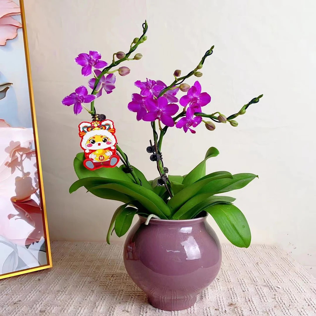 国华优选【红宝石】精品 蝴蝶兰夏季高雅轻奢高级艺术组盆系列