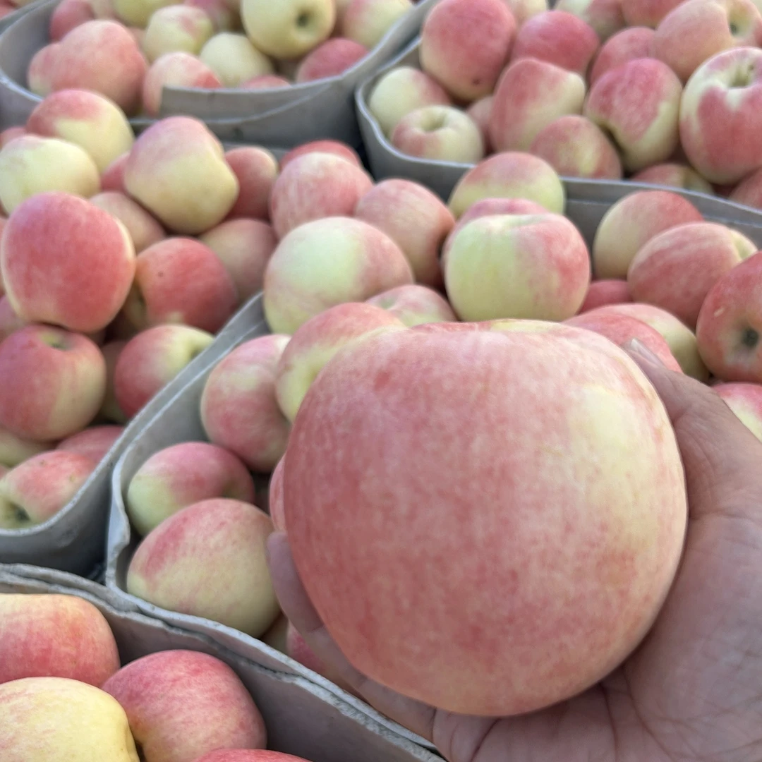 【京东顺丰】2025华硕苹果山东头茬苹果新鲜现摘当季现摘果脆果多汁