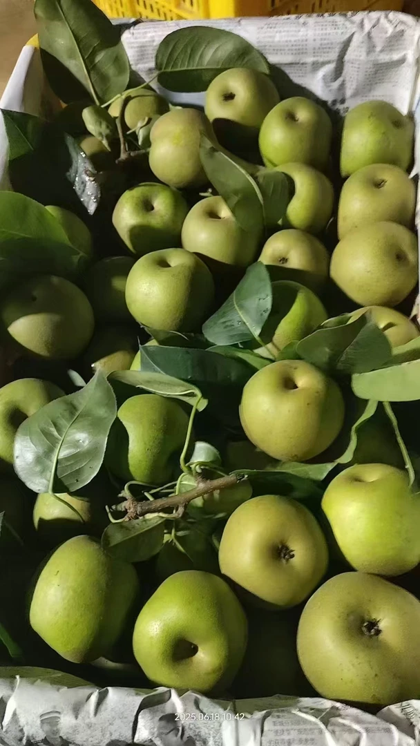 富川冰淇梨礼盒装顺丰包邮广西新鲜脆冠梨脆甜多汁新鲜水果香梨子