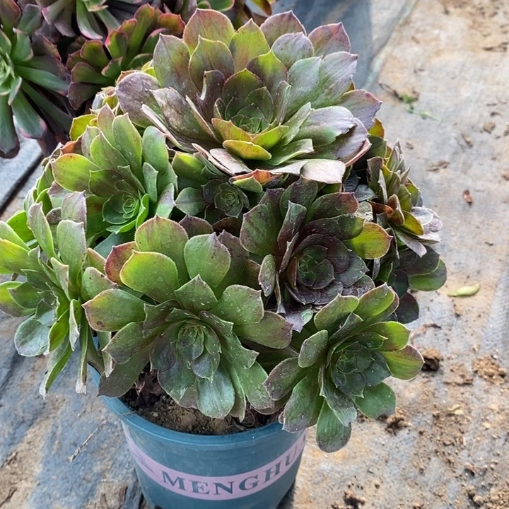 花月夜48多肉植物法师法师