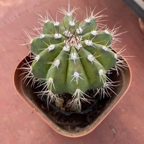 蓝云单头5仙人球