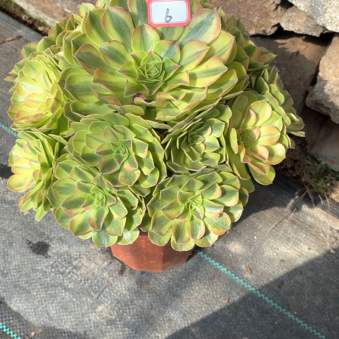 全部花朵6雨何多肉植物