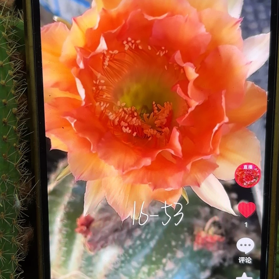 16-53彩侧牙20包邮仙人球27