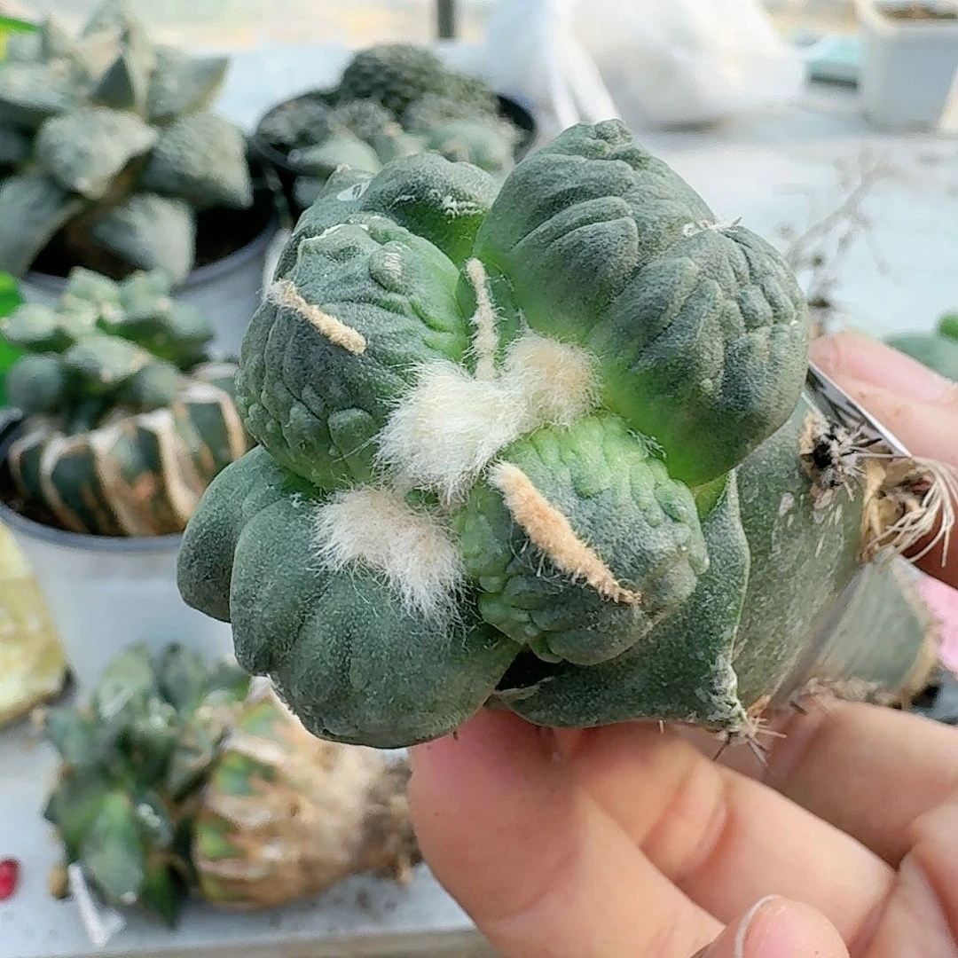 【闪购商品】无花朵简**单蛋怒924