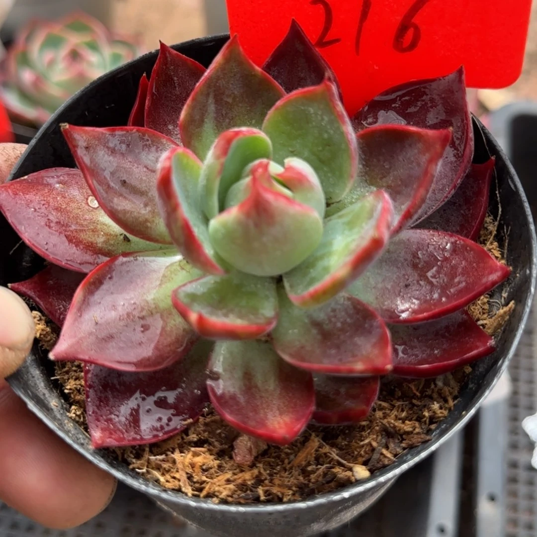 216 惊鸿一物一拍包装收缩花旱