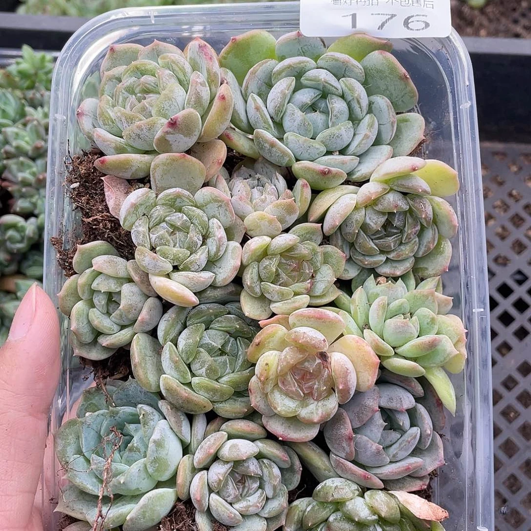 云糖心多肉植物176