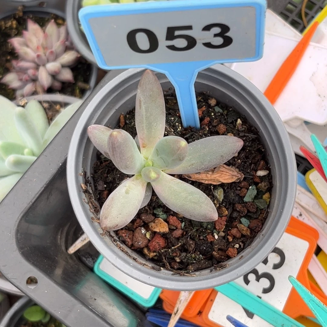 多肉植物烟花美人053