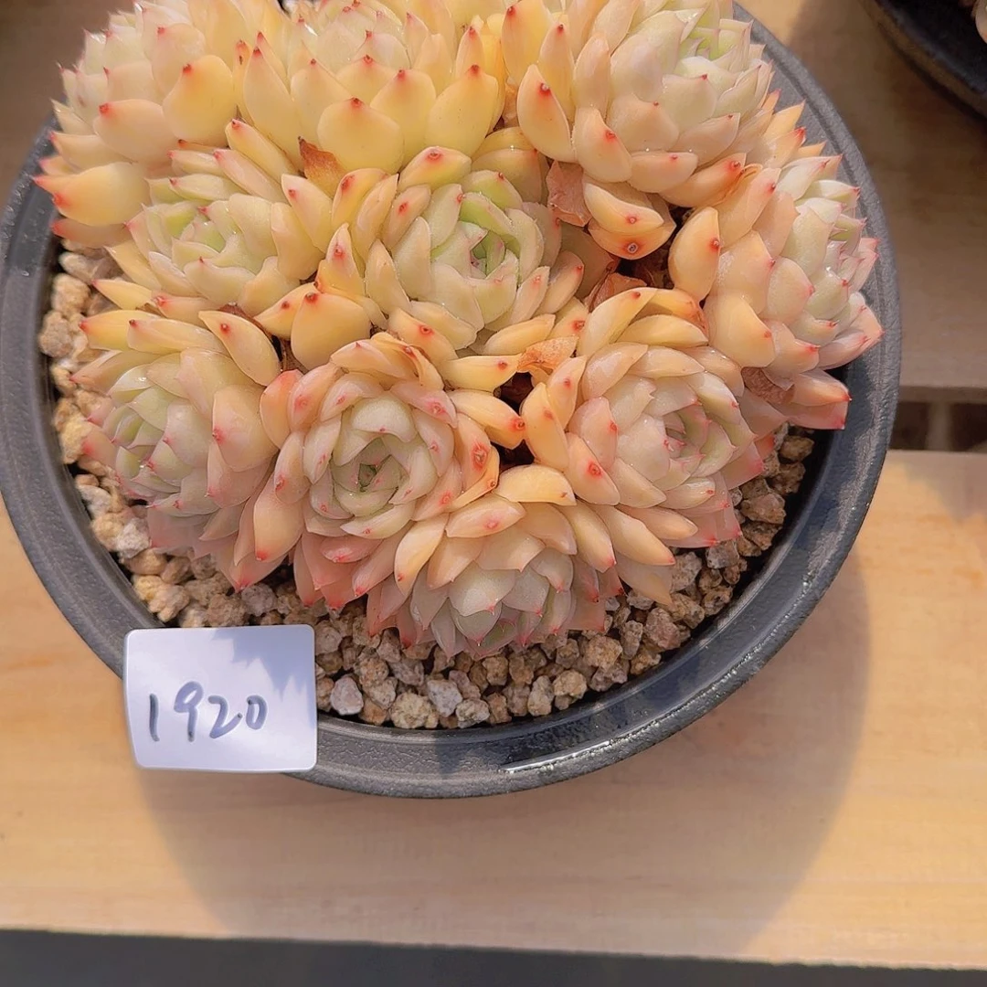 来****张1920杂交多肉植物