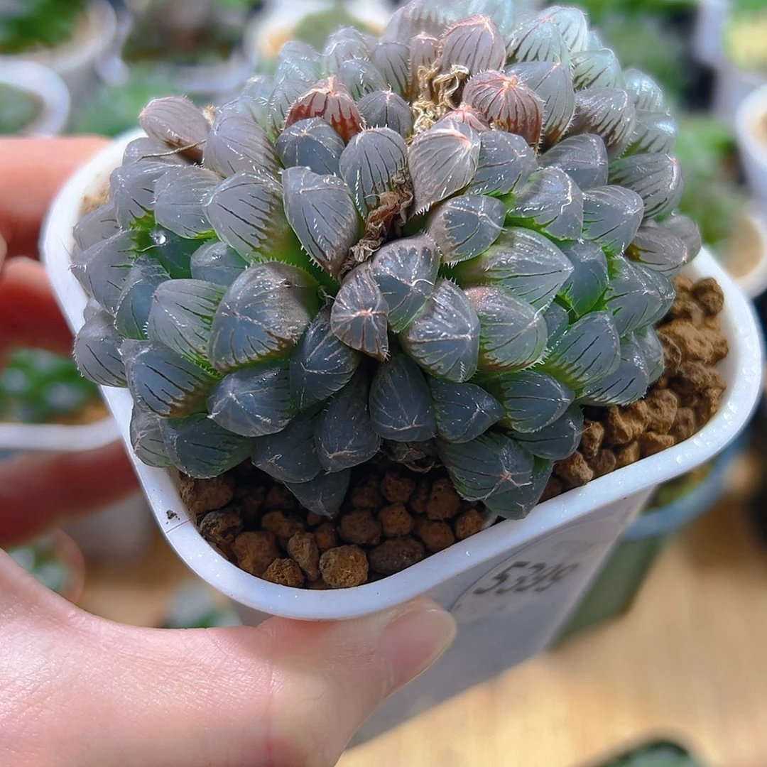 5399玉露多肉植物一颗