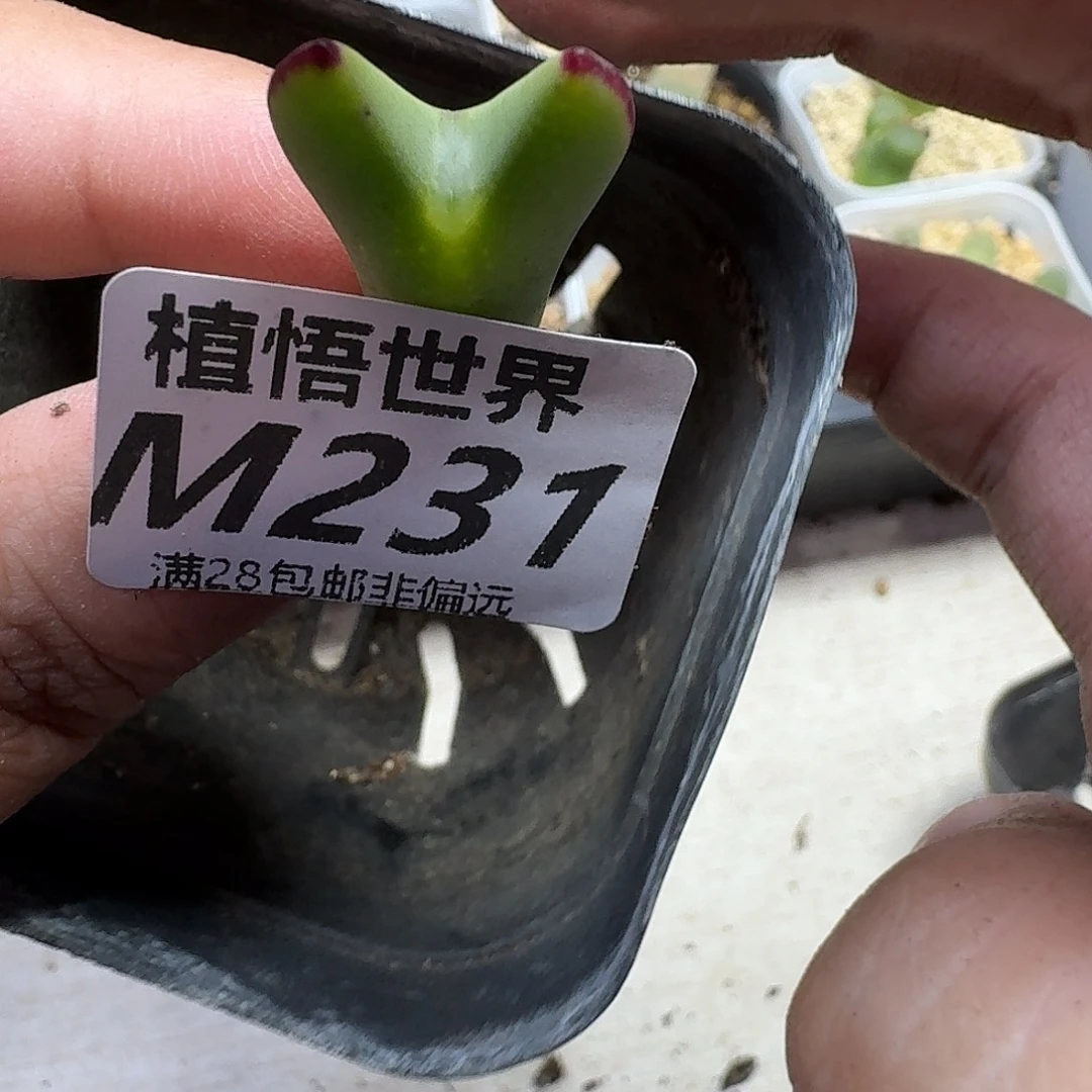 多肉植物的人生ghjj