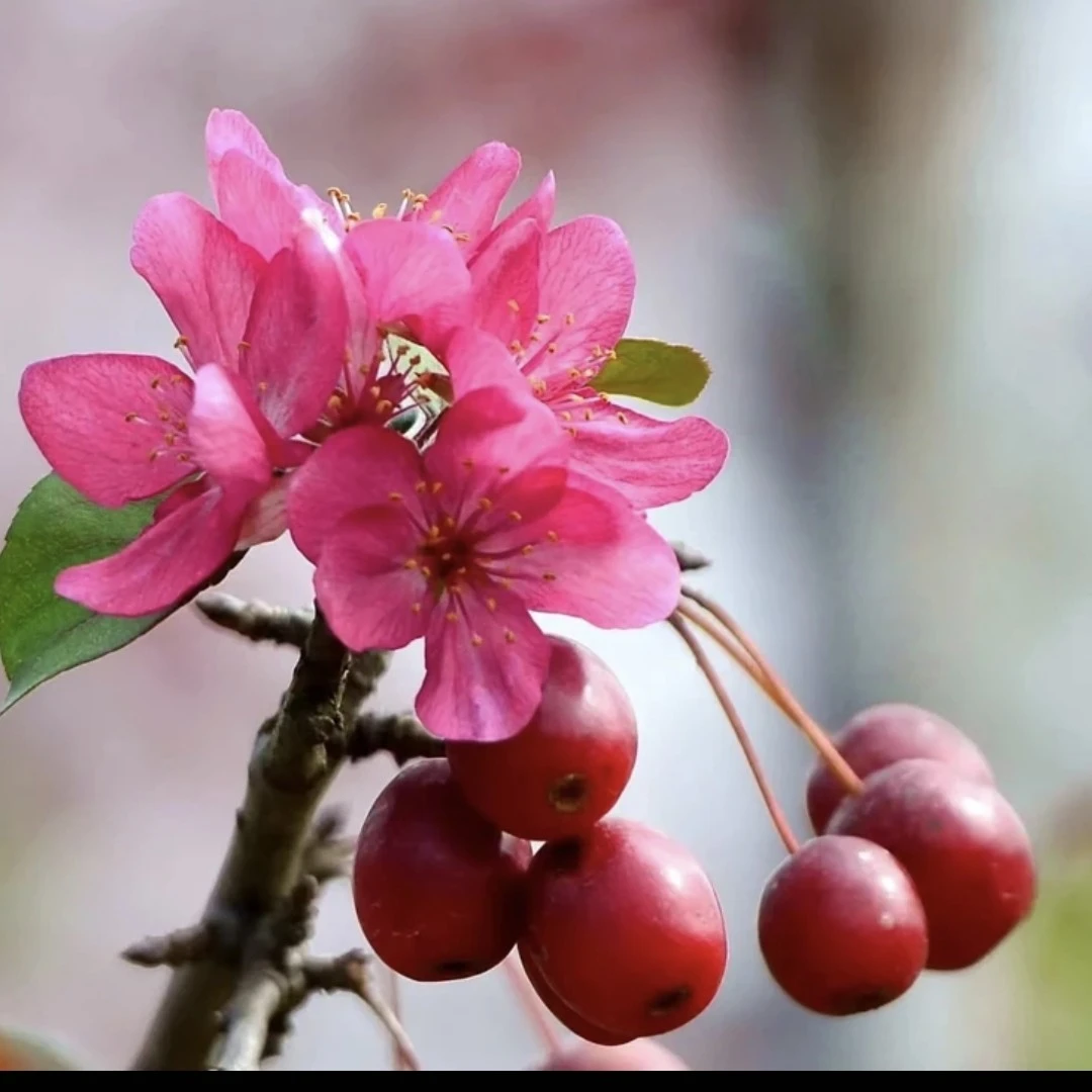 《原生长寿冠海棠花》（造型盆景）