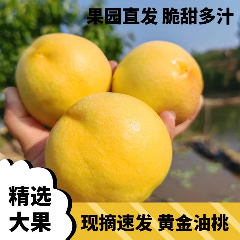 正宗蒙阴黄金甜油桃产地直发孕妇水果头茬蜜桃脆甜爆汁新鲜油桃