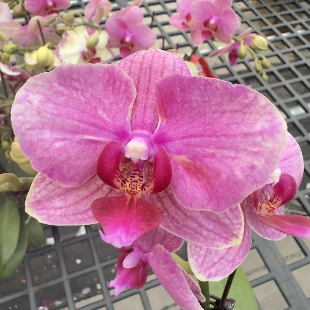 【绿闪电】蝴蝶兰 带花带花苞 经典品种 百搭好看 桌面花礼品花