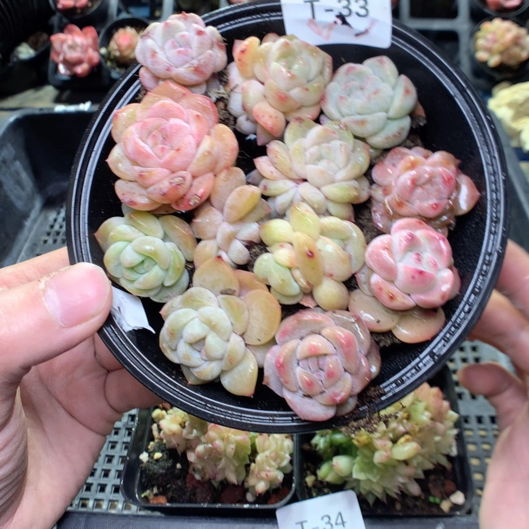 T33量拍12颗一份y y y y y y y y y