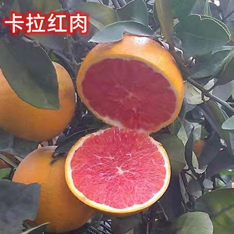 新品种卡拉卡拉血橙树苗果树苗脐橙苗红心橙子树苗嫁接苗基地直销