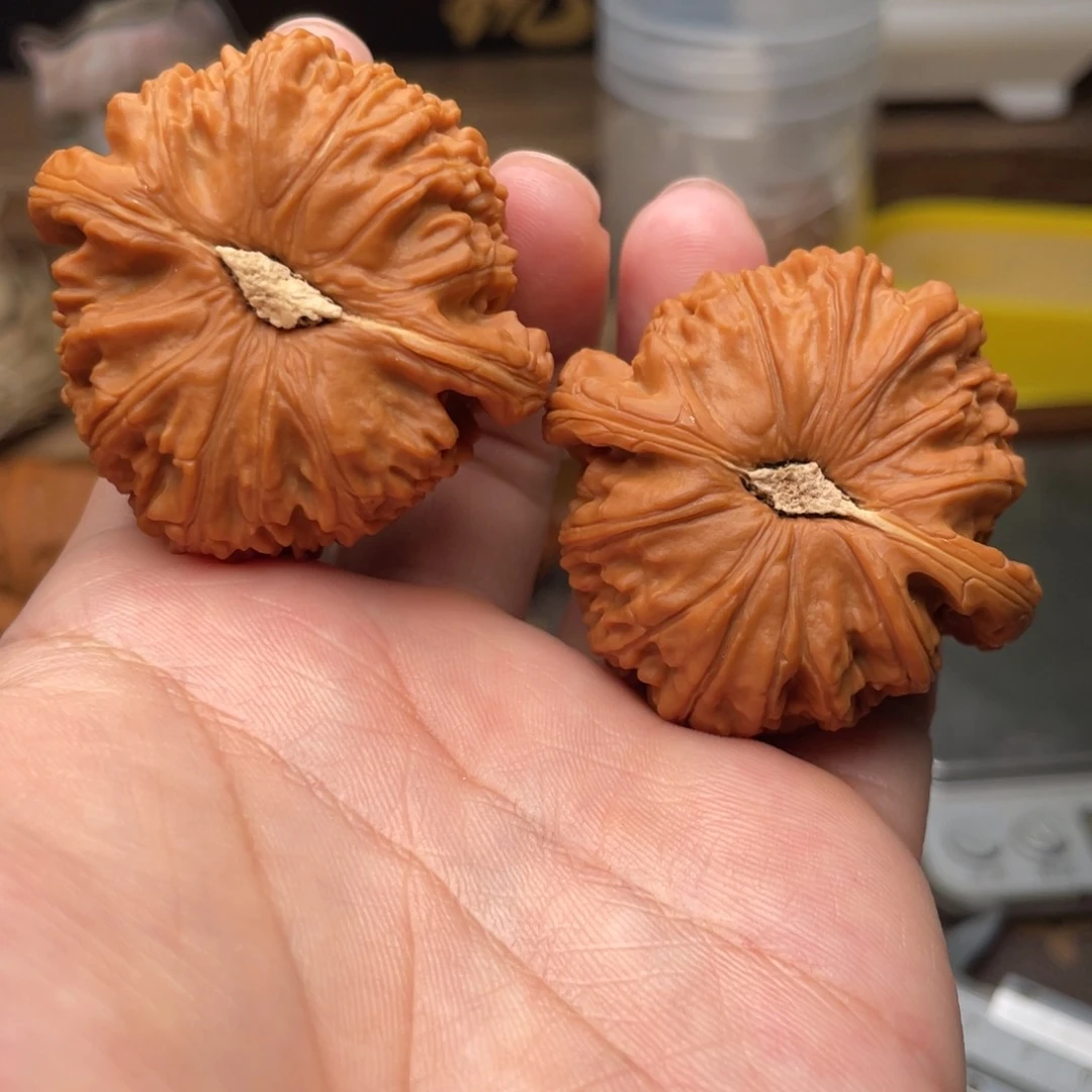 文玩核桃把件G5号44尺白狮子