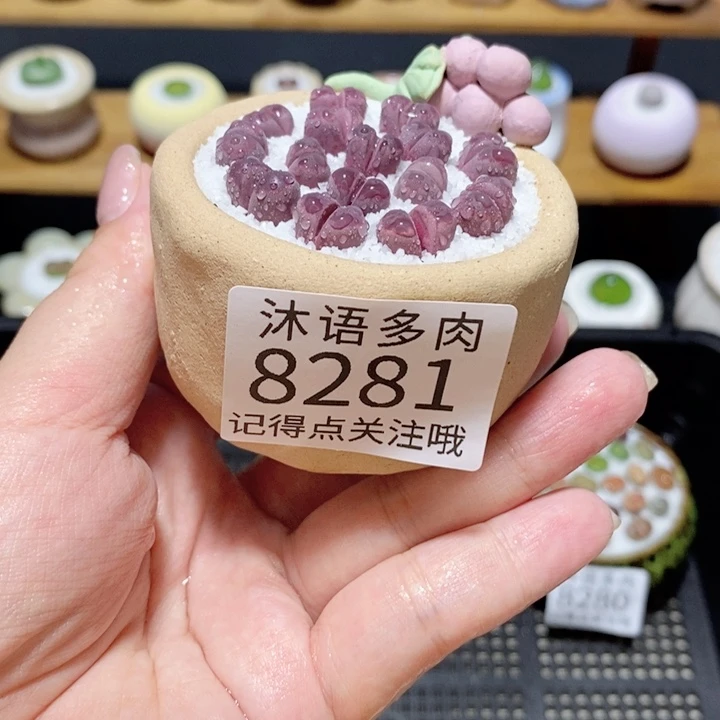 带盆土植物 精美盆栽8281
