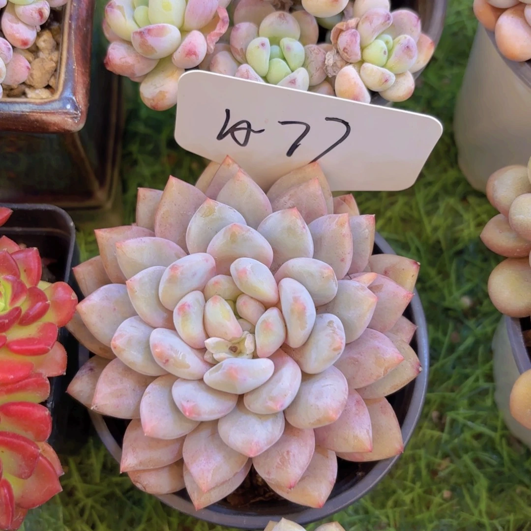 风***淡云南金致家精品多肉