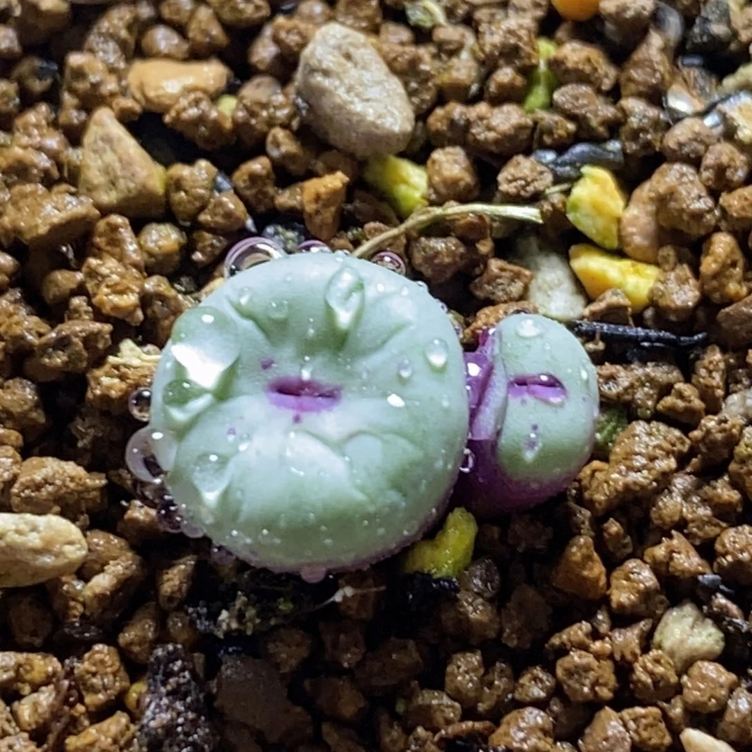 1380b红嘴嘴好看好看