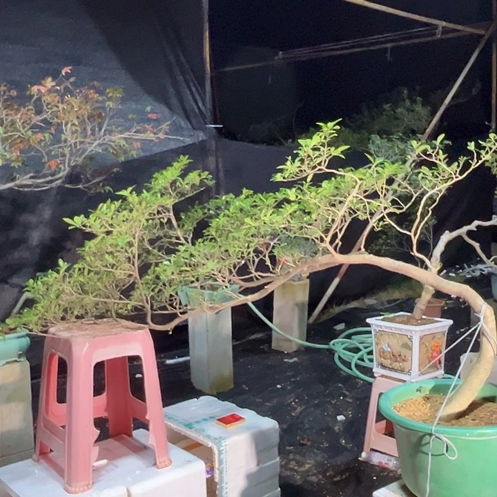 大***游天天天天天天天天天