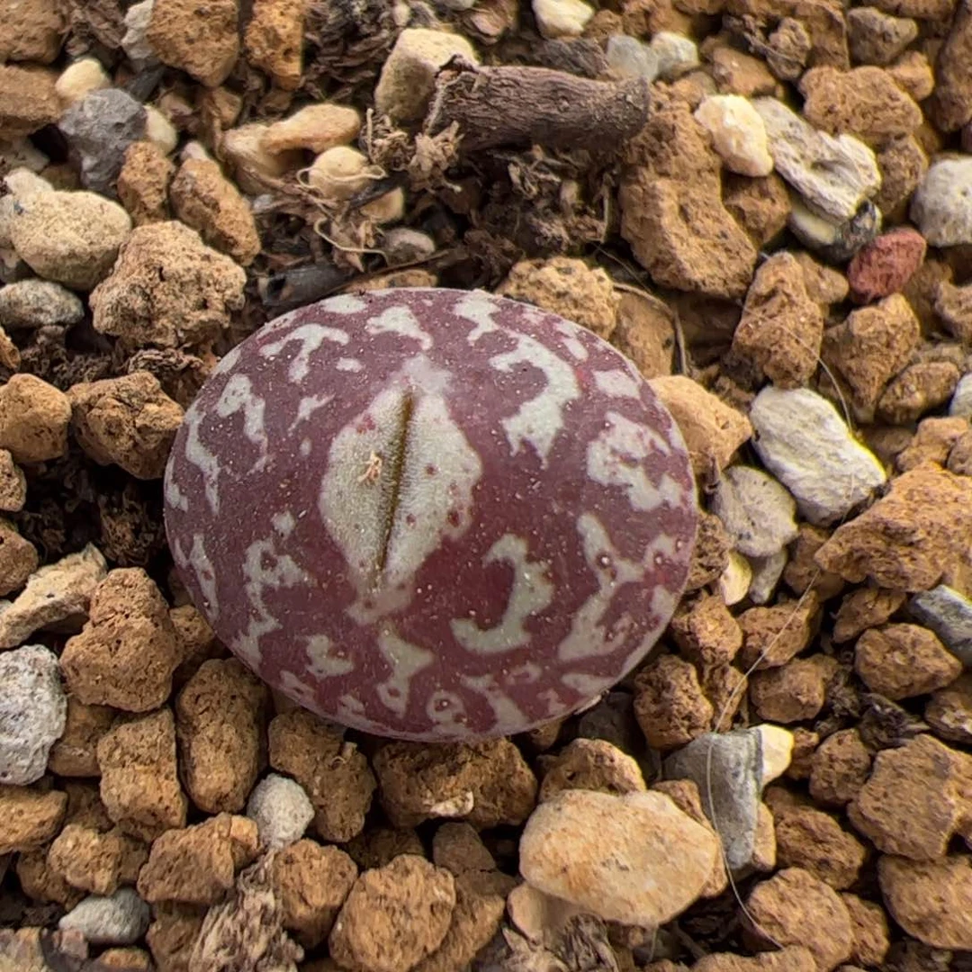 八*014号墨 多肉植物