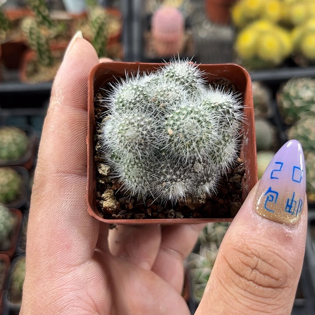 就这个死样子单头发货有根