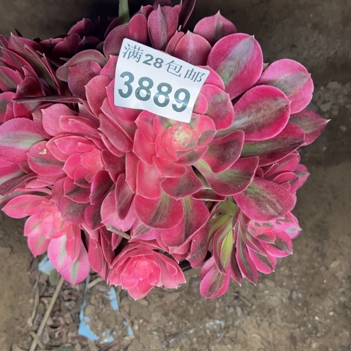 3889女巫多肉植物