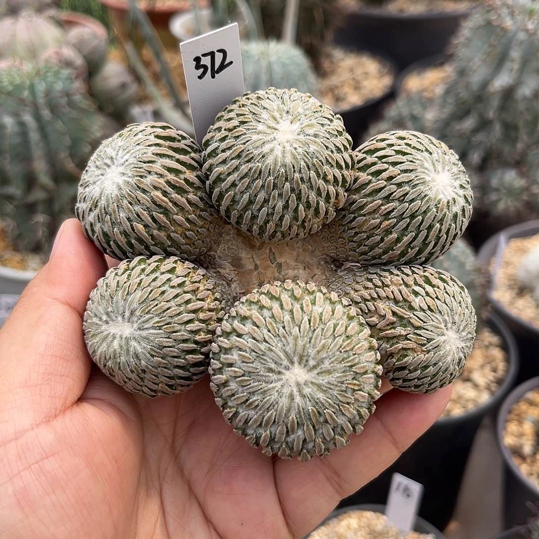 372自根 无根111111