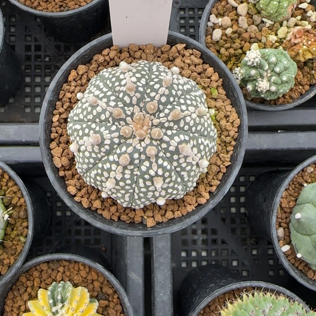 27-0213脱土发多肉