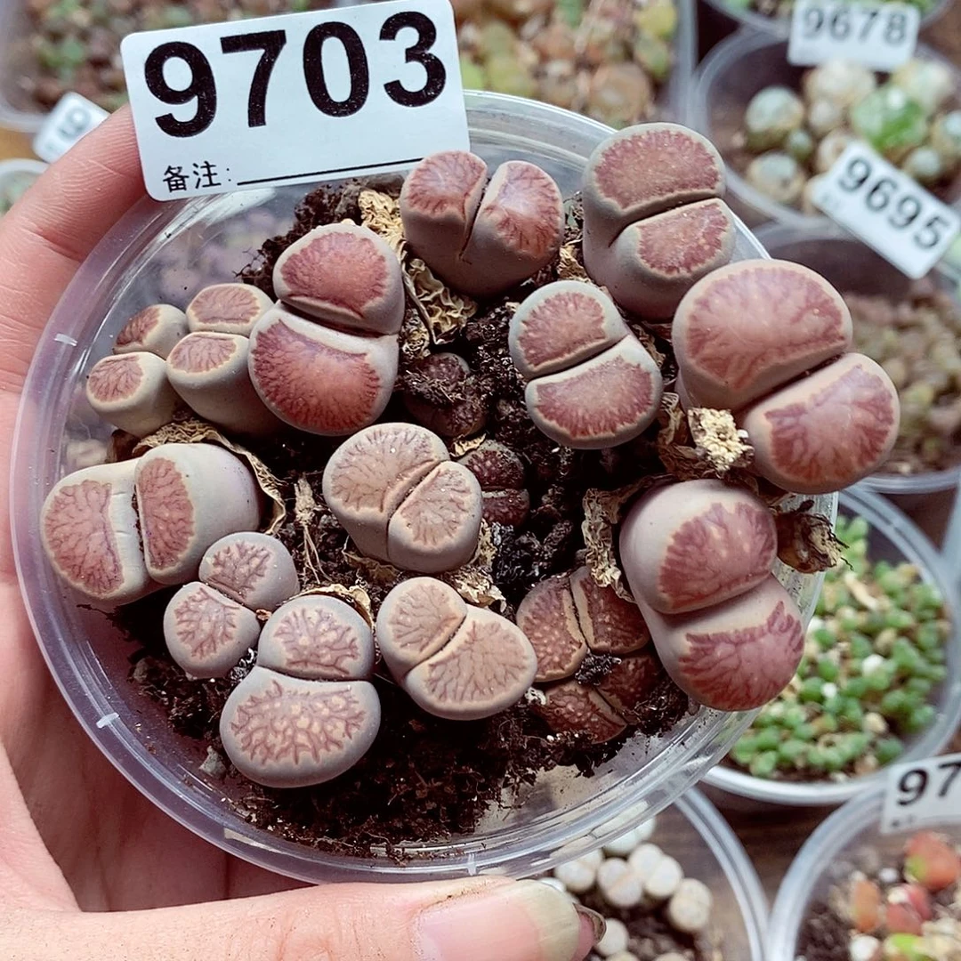 9703菊文章阿里咯