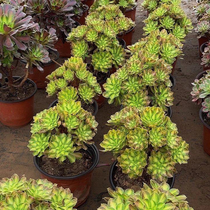 韶华法师9.9多肉植物