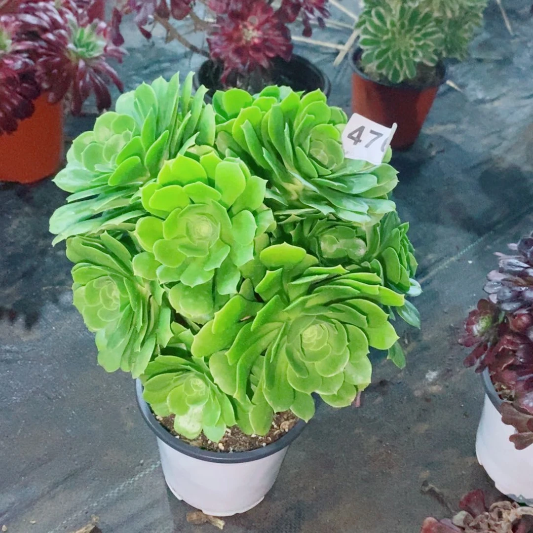 绿玫瑰476多肉1111