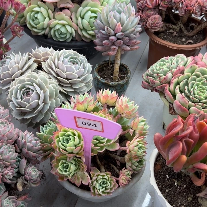 @*露三色锦多肉植物094